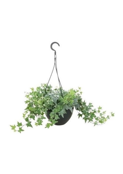 Alacalı İngiliz Sarmaşığı Hedera Helix Glacier Askılı Saksıda