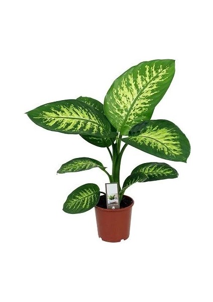 Difenbahya Çiçeği Dieffenbachia Tropic Snow 40 cm Saksıda
