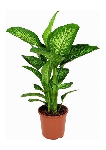 Difenbahya Çiçeği Dieffenbachia Tropic Snow 40 cm Saksıda fiyatları