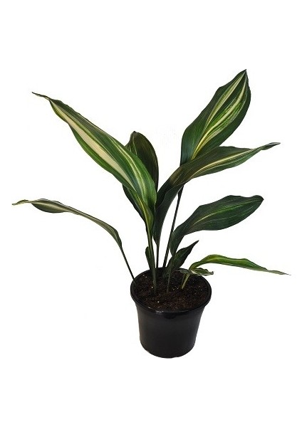 Alacalı Salon Yaprağı Aspidistra Elatior 30 40 cm Saksıda