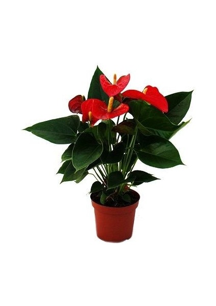 Anthoryum Flamingo Çiçeği Anthurium Andreanum 40 60 cm Saksıda