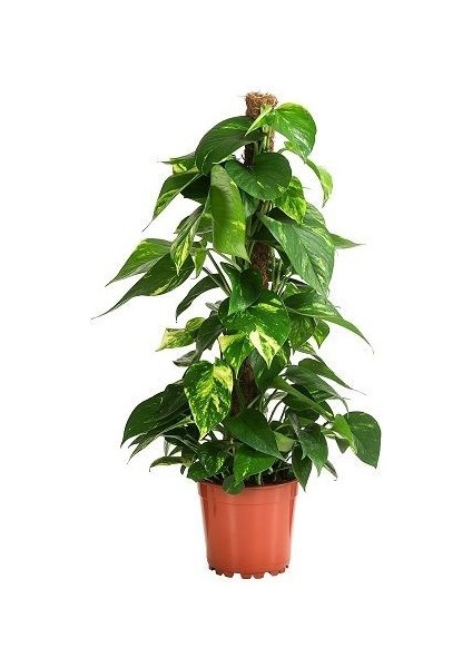 Pothos Sarmaşığı Epipremnum Aureum 50 cm Saksıda