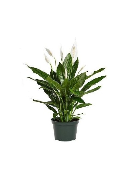 Barış Çiçeği Spathiphyllum Wallisii 50 60 cm Saksıda