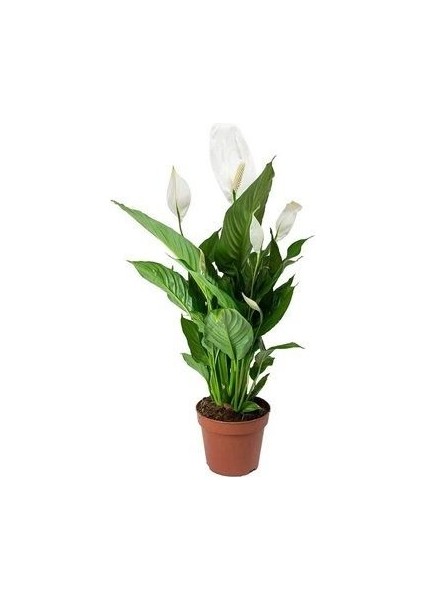 Barış Çiçeği Spathiphyllum Wallisii 50 60 cm Saksıda fiyatları