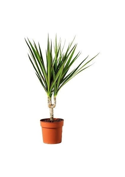 Madagaskar Dragon Ağacı Dracaena Marginata Tekli Saksıda