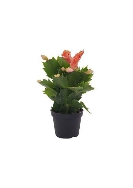 Yılbaşı Kaktüsü Çiçeği Schlumbergera Rhipsalis Saksıda fiyatları