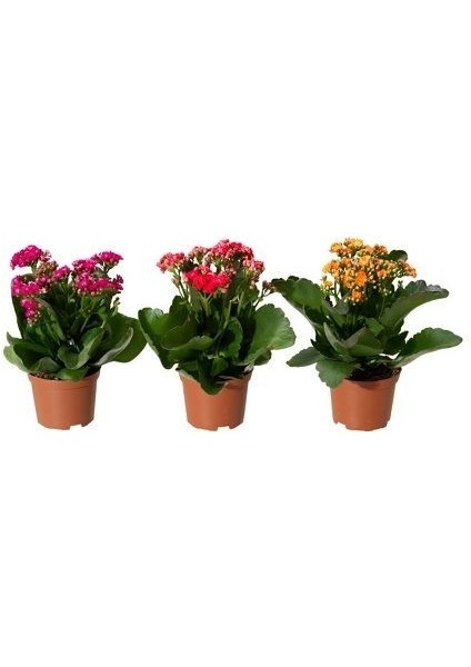 Kalanşo Çiçeği Kalanchoe Blossfeldiana Saksıda