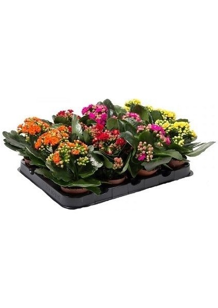 Kalanşo Çiçeği Kalanchoe Blossfeldiana Saksıda fiyatları