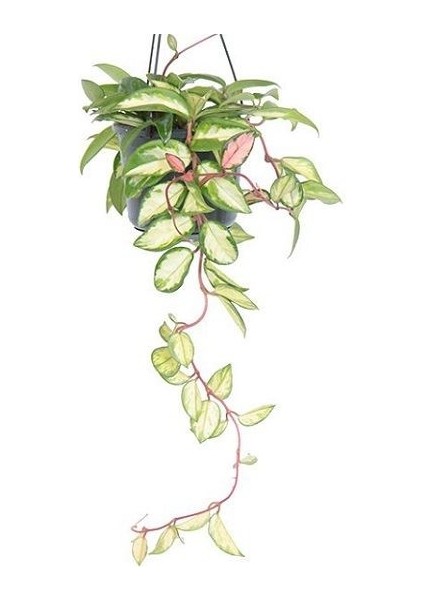 Alacalı Mum Çiçeği Hoya Carnosa Tricolor Saksıda