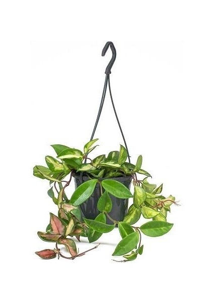 Alacalı Mum Çiçeği Hoya Carnosa Tricolor Saksıda fiyatları