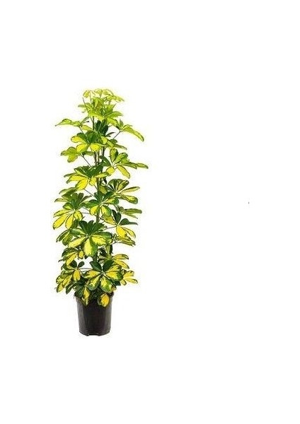 Şeflera Bitkisi Alacalı Schefflera Arboricola Gold Capella 50 70 cm Saksıda