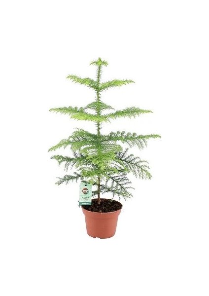 Salon Çamı Bitkisi Araucaria Heterophylla 10 20 cm Saksıda