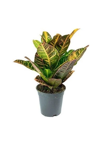Kraton Çiçeği Codiaeum Variegatum Croton 20 40 cm Saksıda
