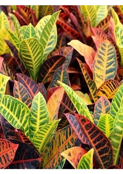Kraton Çiçeği Codiaeum Variegatum Croton 20 40 cm Saksıda