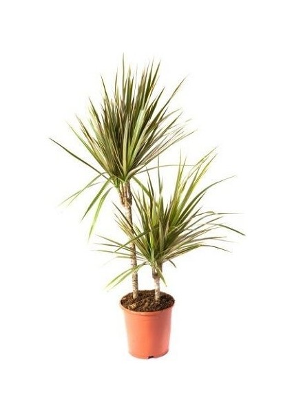 Madagaskar Dragon Ağacı Dracaena Marginata 40 60 cm İkili Saksıda