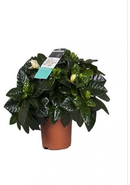 Gardenya Çiçeği Gardenia Jasminoides 15 cm Saksıda