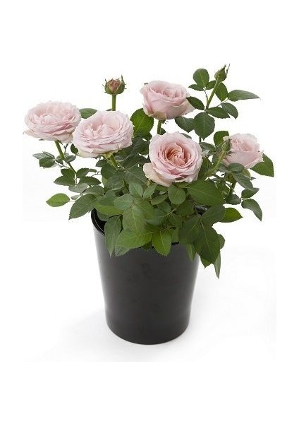 Bodur Ev Gülü Rose Kordana Saksıda