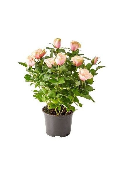 Bodur Ev Gülü Rose Kordana Saksıda modelleri