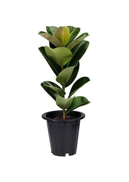 Kauçuk Çiçeği Ficus Elastica Saksıda