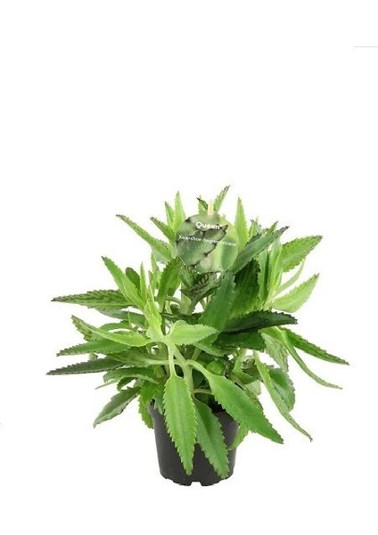 Aşkın Gözyaşı Çiçeği 20 40 cm Saksıda Kalanchoe Daigramemontiana