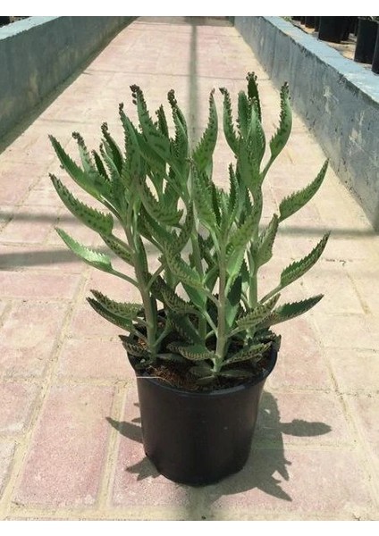 Aşkın Gözyaşı Çiçeği 20 40 cm Saksıda Kalanchoe Daigramemontiana fiyatları