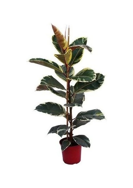 Alacalı Kauçuk Ficus Elastica Variegata 100 cm Saksıda