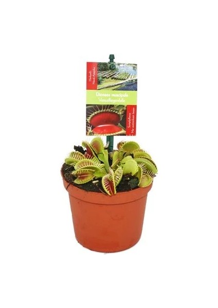 Etobur Bitki Venüs Fly Trap Dionaea Muscipula