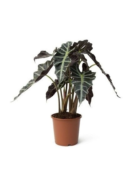 Melek Ranadi Çiçeği Fil Kulağı Alocasia Amazonica fiyatları