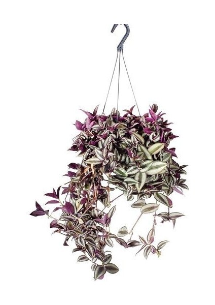 Askılı Telgraf Çiçeği Tradescantia Zebrina Saksıda