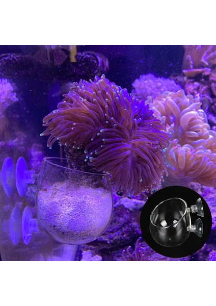 Büyük Yaprak Stili 1 Parça Mini Kristal Cam Akvaryum Çim Mercan Bitki Saksı Süsleme Balık Tankı Su Bitkisi Yosun Saksı Silindir Kupa (Yurt Dışından) fırsatları