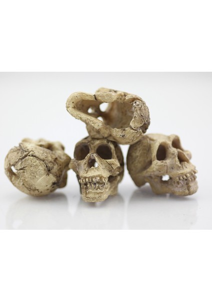 Beyaz Stil S Beden 1 Adet Akvaryum Kafatası Reçine Balık Tankı Dekorasyonu - Kertenkele Tankı Balık Tankı Akvaryum Süsü (Yurt Dışından)