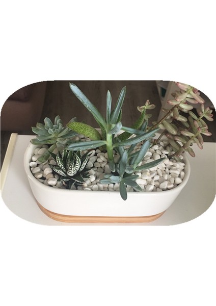 6-8 mm Taş Stili S Beden 100G Doğal Nehir Dekoratif Taş Mermerleri Sukulent Bonsai Balık Tankı No Vazo Bitki Ev Bahçe Dekorasyonu Beyaz F460 (Yurt Dışından) fırsatları