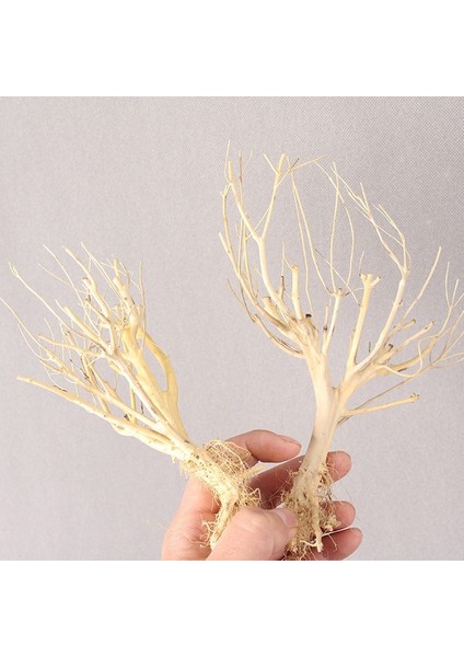 15-20CM Tarzı 2 Adet Akvaryum Dekorasyon Ahşap Doğal Kurutulmuş Kütük Kuru Dal Sazlığı Kök Yosun Ağaç Süs Eşyası (Yurt Dışından)