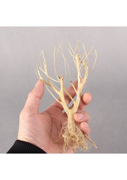 15-20CM Tarzı 2 Adet Akvaryum Dekorasyon Ahşap Doğal Kurutulmuş Kütük Kuru Dal Sazlığı Kök Yosun Ağaç Süs Eşyası (Yurt Dışından) modelleri