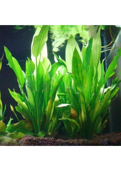 Gn Stili S Beden Yapay Plastik Su Bitkisi Çim Akvaryum Deko Bitkileri Balık Tankı Çim Çiçek Süs Dekor Akvaryum Aksesuarları (Yurt Dışından) fiyatları