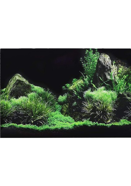 B Tarzı 41X61CM Yağmur Ormanı Akvaryum Arka Plan Poster Balık Tankı Sürüngen Kutusu Pvc 3D Sualtı Dünya Manzara Resim Dekor Arka Plan Duvar Kağıdı (Yurt Dışından)