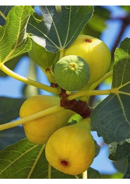 İncir Fidanı Bardacık 100 cm Saksıda