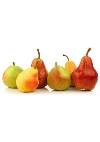 5 Adet Karışık Armut Fidanı 2 3 Yaş Açık Kök