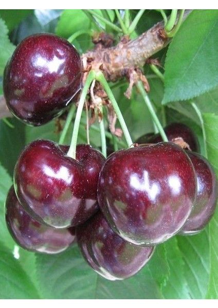 Kiraz Fidanı Ziraat 900 4 Yaş 120 cm Saksıda