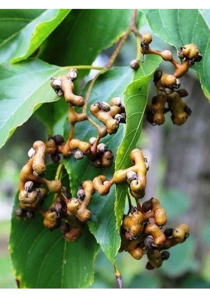 Japon Kuru Üzüm Ağacı Hovenia Dulcis 20 40 cm Saksıda fiyatları