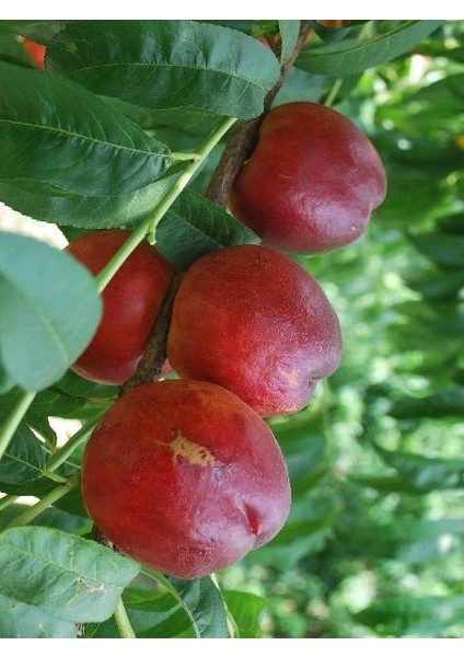 Nektarin Fidanı Big Top Tüysüz 120 cm Saksıda