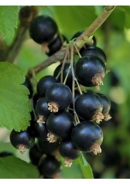 Frenk Üzümü Fidanı Siyah Ribes Nigramum Goliath Saksıda