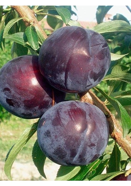 Erik Fidanı Early Queen 120 cm Açık Köklü