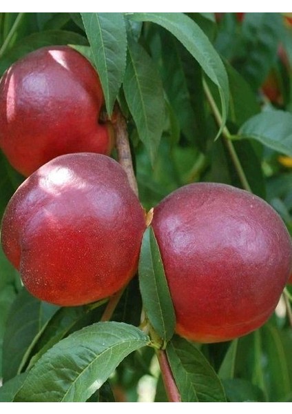 Nektarin Fidanı Venüs Caldesi 120 cm Açık Köklü