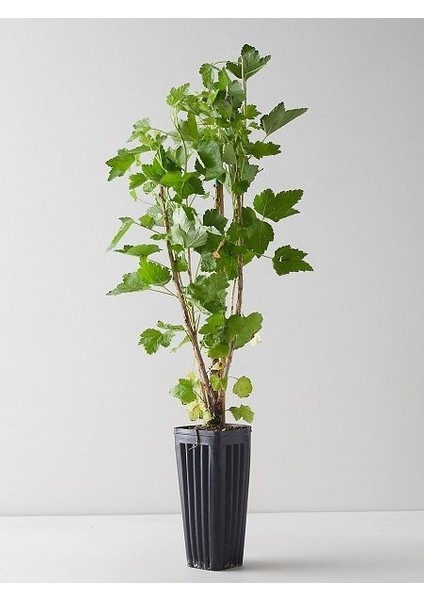 Kırmızı Frenk Üzümü Fidanı Ribes Rubrum Red Lake 80 100 cm 3 4 Yaş Saksıda fiyatları