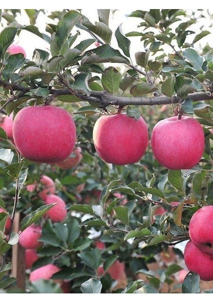 Elma Fidanı Fuji Kiku 120 cm Saksıda