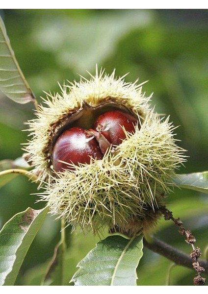 Kestane Fidanı Işıklar 60 80 cm Açık Kök