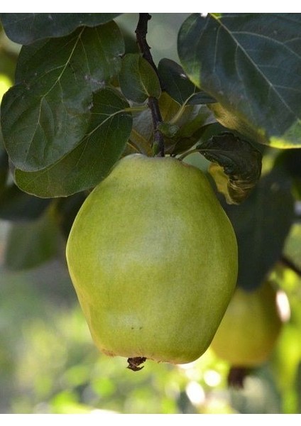 Ayva Fidanı Ege 22 120 cm