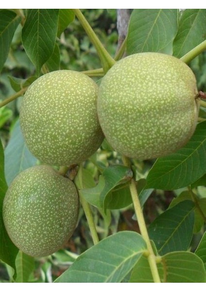 Ceviz Fidanı Yalova 4 120 cm 3 Yaş Saksıda