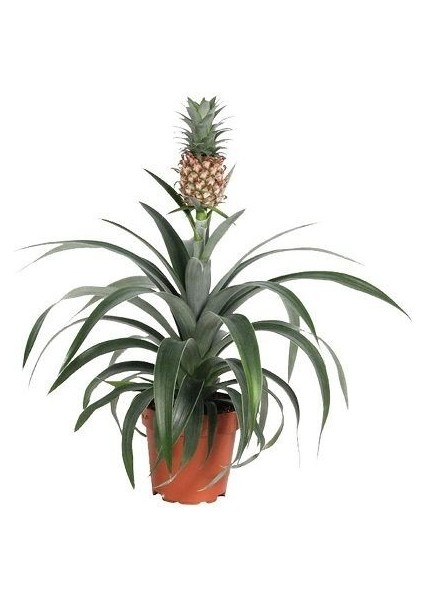 Ananas Fidanı 30 40 cm